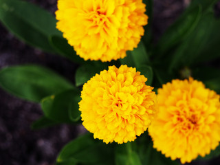 Coreopsis grandiflora Solanna Golden Sphere (Golden Ball, tickseed)