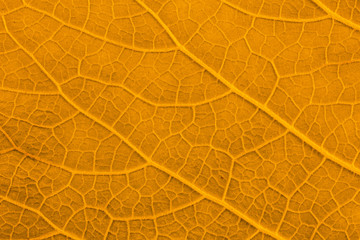 Autumn Leaf./ Autumn Leaf Texture.