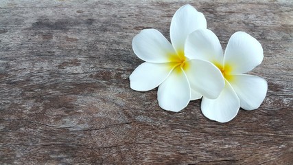 Beautiful white yellow plumeria flowers on wooden table