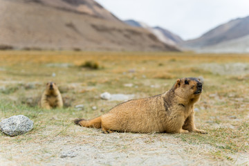 Marmot in Pangong, Leh Ladakh, India.