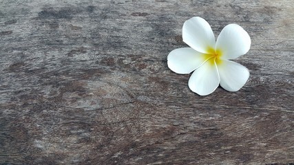 Beautiful white yellow plumeria flower on wooden table