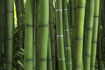 Naklejka premium Bambous
