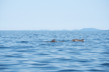 zwei delfine in  der Adria bei Losinj