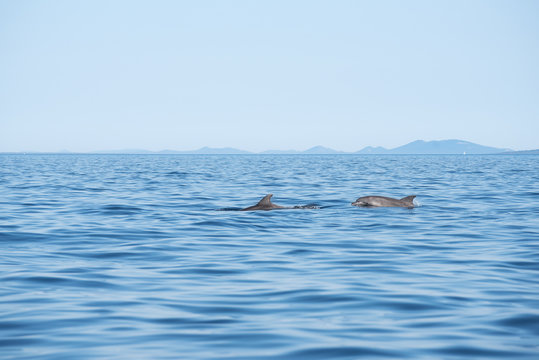 zwei delfine in  der Adria bei Losinj