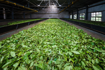 Fresh green tea leaves drying inside a tea factory in India
