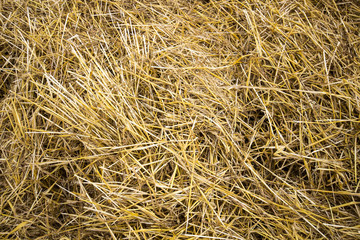Golden wheat field in sunny day background