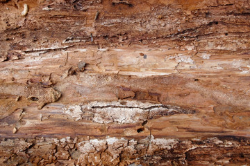 Texture of the tree bark on the reverse side. The background of natural inner red bark. Soft...