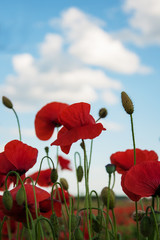 Obraz premium meadow with beautiful red poppy flowers