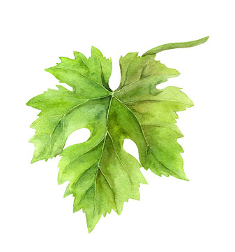 Grape leaf of vine. Watercolor