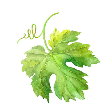 Grape leaf of vine with swirl. Watercolor
