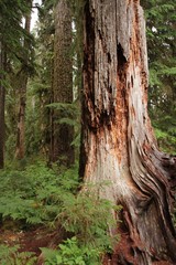 Fototapeta premium Hoh Rain Forest