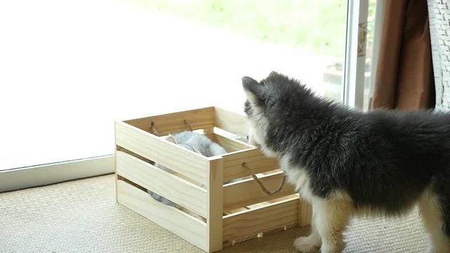 Siberian husky puppy playing with cat in wooden crate