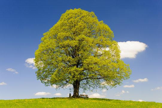 Linde als Einzelbaum im Fr&uuml;hling