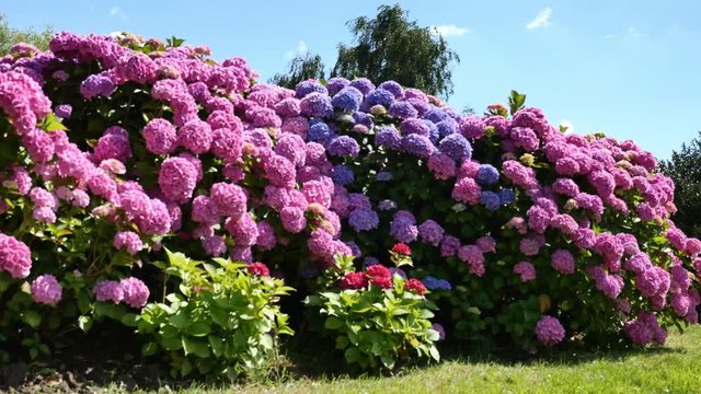 hortensia en fleurs 4k
