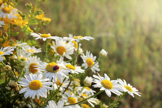 flora and fauna in the summer/ bouquet of wild daisies with a ladybug on a sunset 