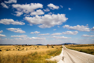 Fototapeta na wymiar Rural landscape with via golden wheat fields.