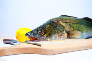 Zander ready to be cooked on white background
