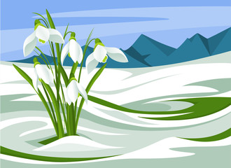 Delicate spring snowdrop flowers blooming in sunny day