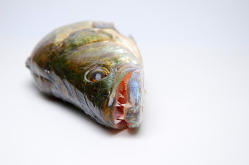 Zander on white background