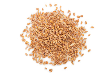 wheat grain