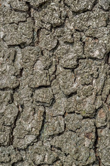 Tree bark texture background