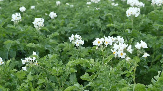 champ de pommes de terre en fleurs