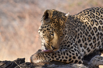 Fototapeta na wymiar namibian leopard