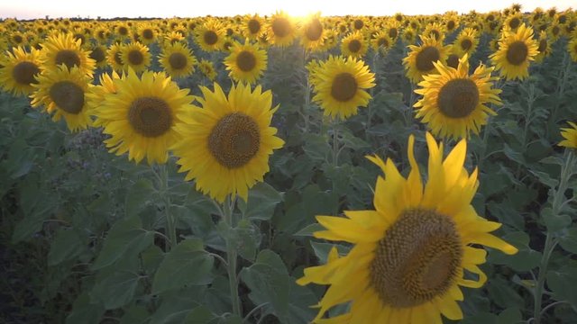 Sunflowers field at sunset lights