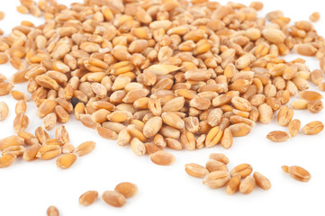 wheat grain