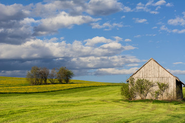 Schuppen und Büsche in Frühlingswiese