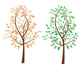Obraz premium Summer autumn leafy tree. Stylized illustration of leafy summer and autumn tree. Vector available. 