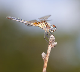 Dragonfly