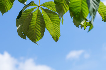 Grüne Kastanienblätter 