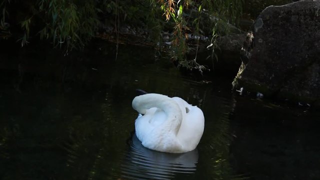 White swan makes his toilet in a pond