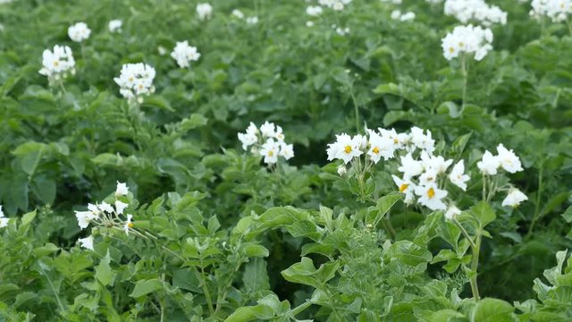champs de pommes de terre en fleur