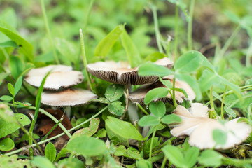 Small Mushroom Pale Toadstool