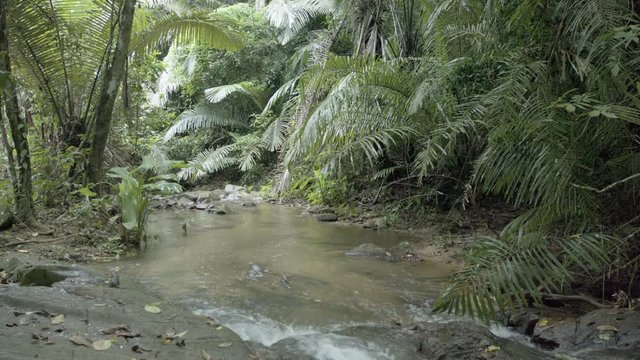 Natural mountain stream, flowing through a tropical rainforest wilderness with big rocks, deadfall and dense vegetation growing along the banks, with sound. Ungraded 4k RAW footage