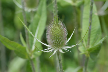 Kardendistel Dipsacus sylvestris