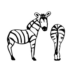 Two abstract Zebra