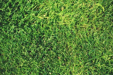 grass background. natural fullframe background.