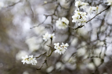 Blackthorn flowers in April, the original spring background
