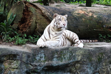 White Tiger 4