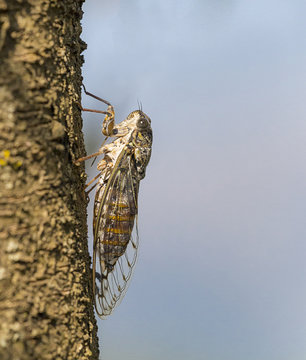 cicada on tree trunk, sky
