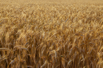 Golden ears of wheat on the field.