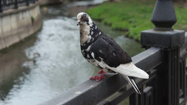 Dove sits on a handrail near a city river