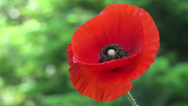 red poppy in the nature 