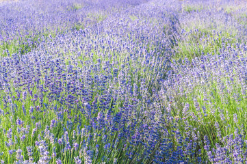 Lavender Field in the summer