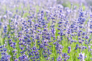 Obraz premium Lavender Field in the summer
