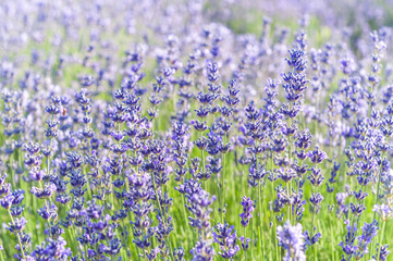 Lavender Field in the summer