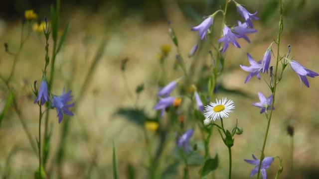 The flowers of Campanula